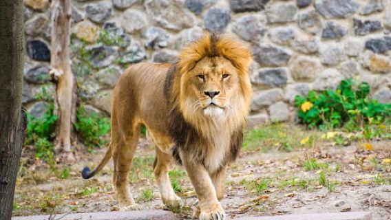 Lion Park
