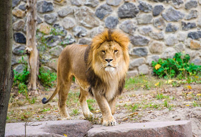 Lion Park