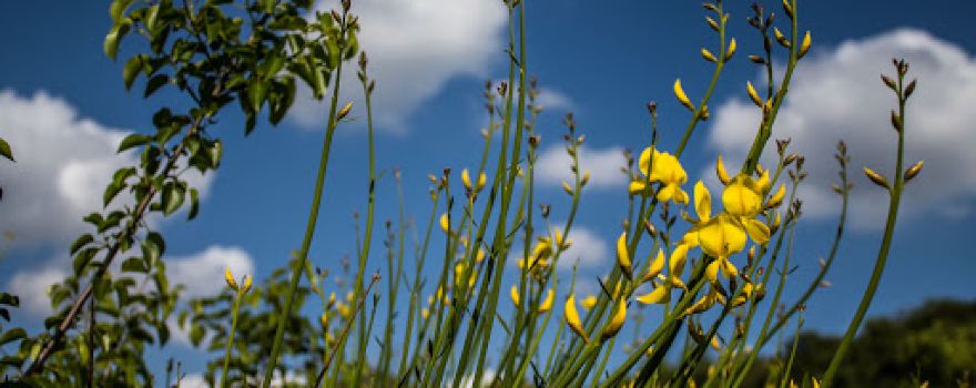 Parco delle Ginestre