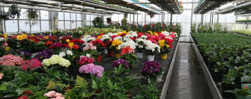 Floricoltura e Fioreria Ianes