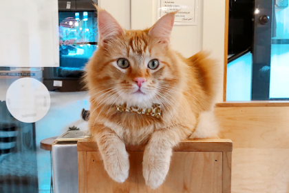 NEKO Cat Cafe Bellingham