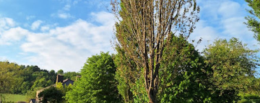 Cherry Orchard Campsite