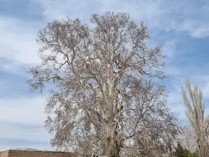 850years old plantain tree