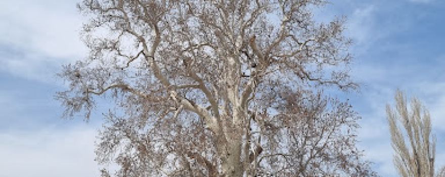 850years old plantain tree