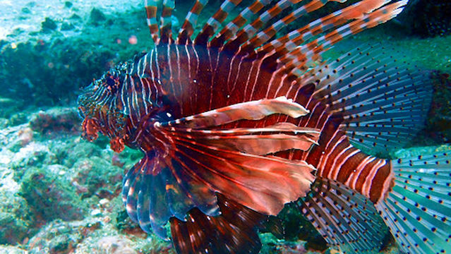 Scuba Ceylon Diving Center in Colombo