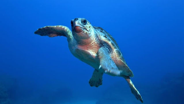 Squatina Sub Diving Center, Centro de Buceo