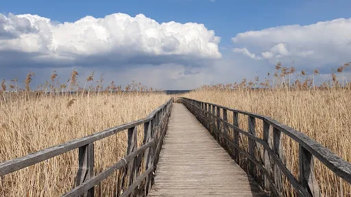 Federsee