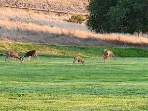 Orcutt Community Park