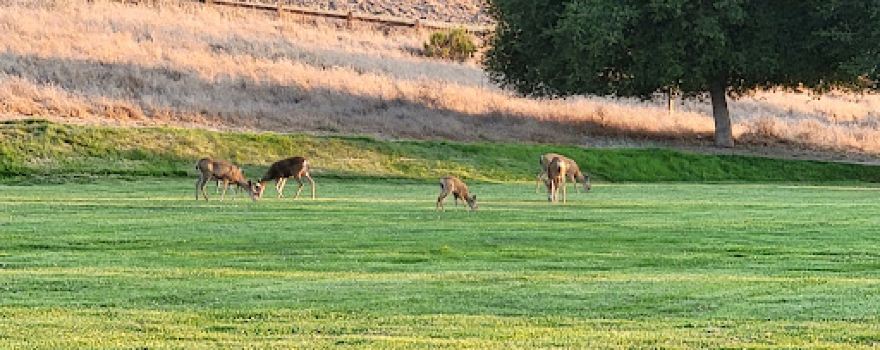 Orcutt Community Park