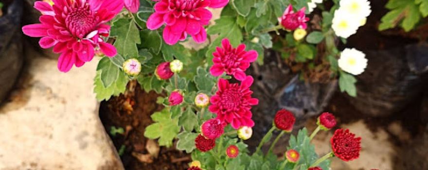 Flores