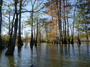 Cypress Creek National Wildlife Refuge