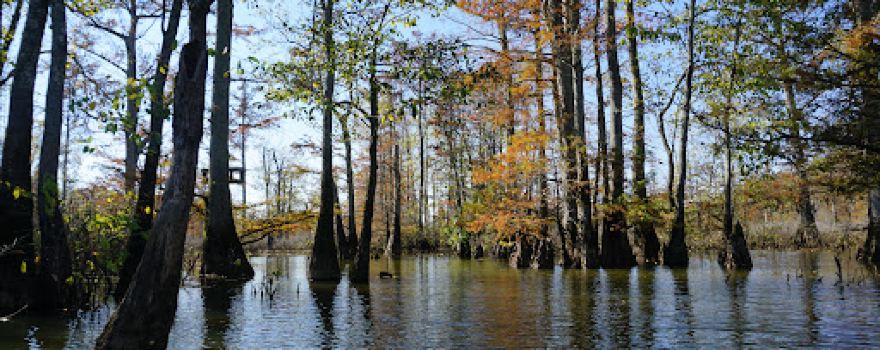 Cypress Creek National Wildlife Refuge