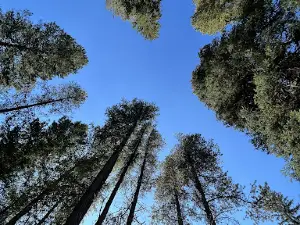Mountain Shadows Campground