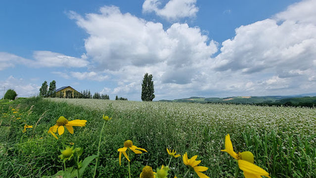 Patchwork Road (Biei)