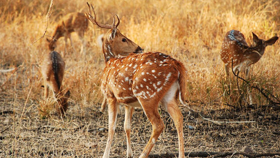 Sawai Madhopur