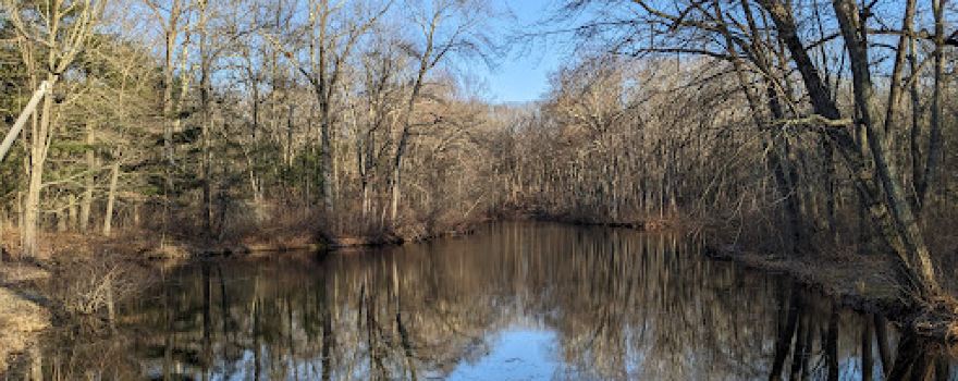 Needham Town Forest