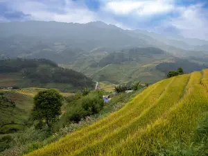 Mù Cang Chải Bamboo Forest
