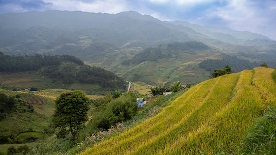 Mù Cang Chải Bamboo Forest