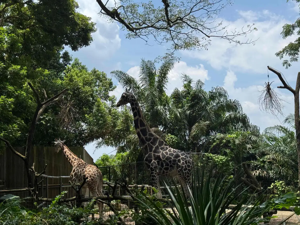 Singapore Zoo