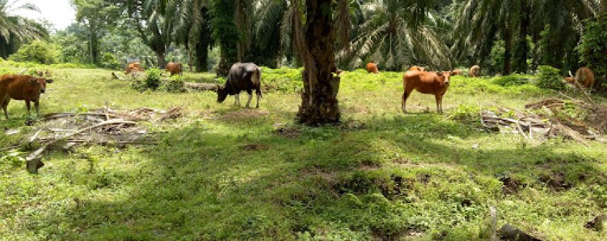 Lapangan Bola Kaki Dolok Sinumbah Afdeling 1