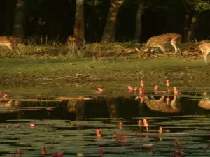 Parc national des Sundarbans
