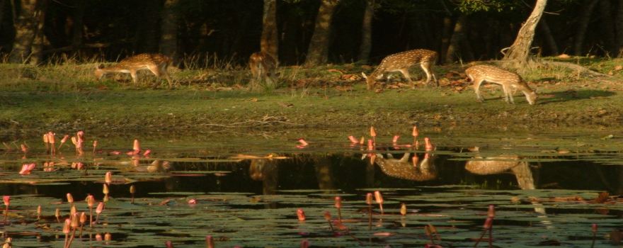 Parc national des Sundarbans