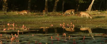 parco nazionale di Sundarbans