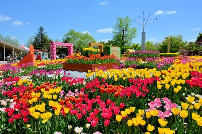 Tonami Tulip Park