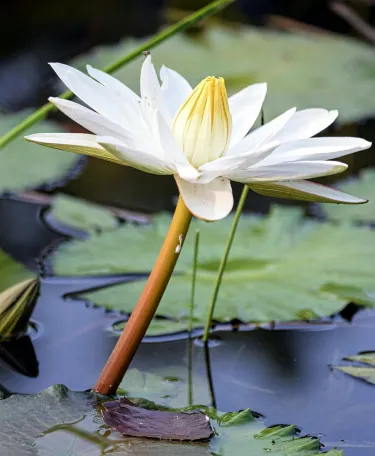 Punit Van, Gandhinagar