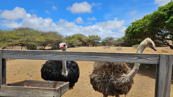Curaçao Ostrich Farm