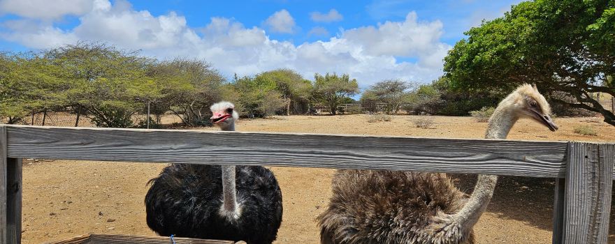 Curaçao Ostrich Farm