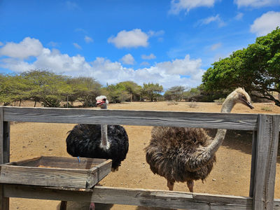 Curaçao Ostrich Farm