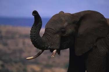 Isiolo