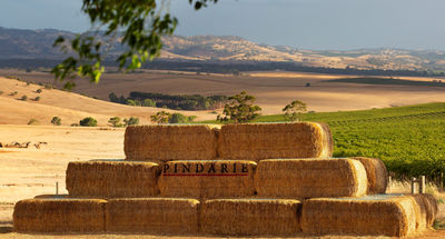 Pindarie