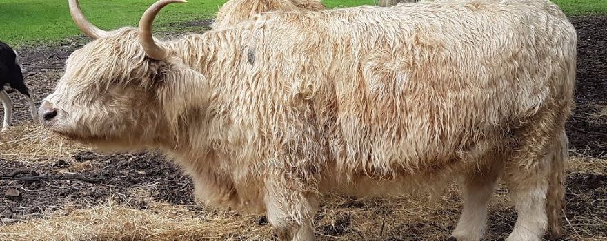Close Encounters Farm Experience