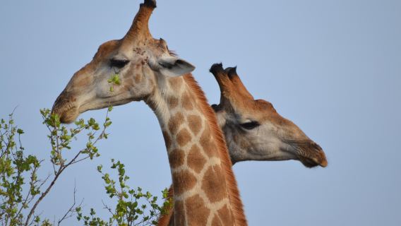 Kruger Pride Safaris