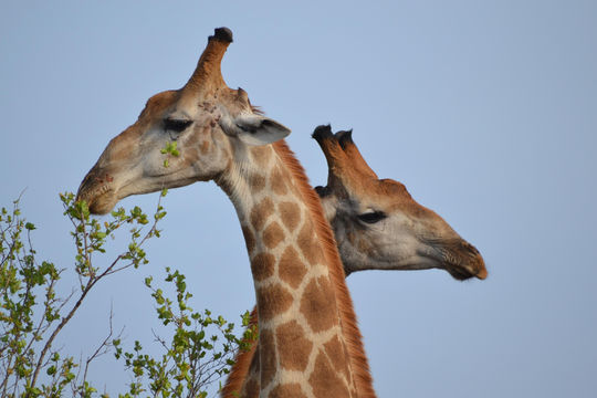 Kruger Pride Safaris