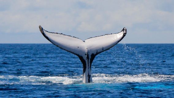 Wild Ocean Tasmania