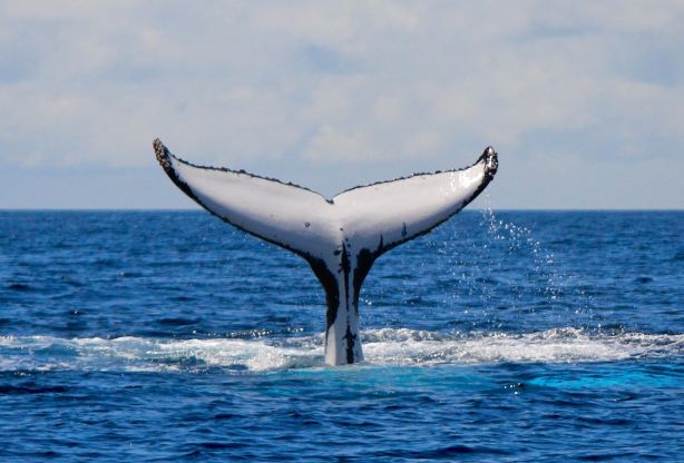 Wild Ocean Tasmania