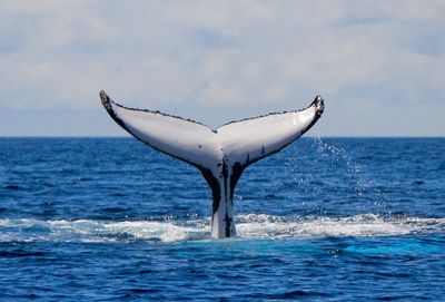 Wild Ocean Tasmania