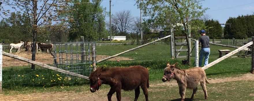 PrimRose Donkey Sanctuary