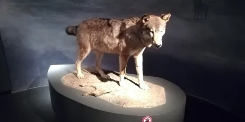 Pfalzmuseum fur Naturkunde