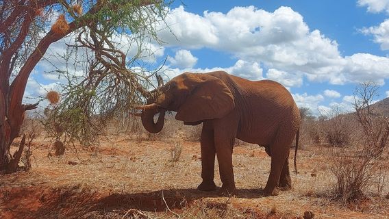 Garibaldi Safari Kenya