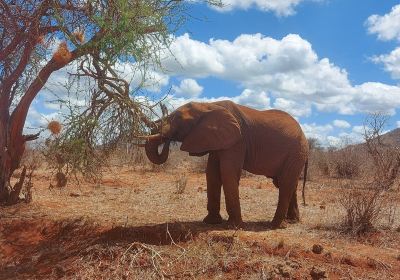 Tsavo N. Park
