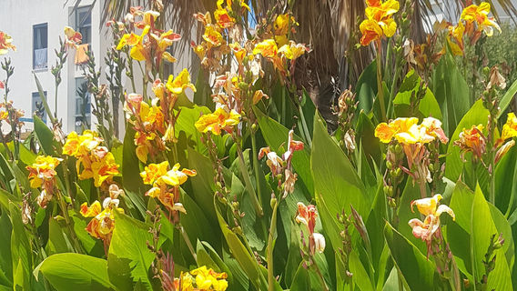Forte de Santo António da Pedra da Galé / Fortaleza de Armação de Pêra