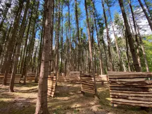 3D Bogenpark Surwolds Wald