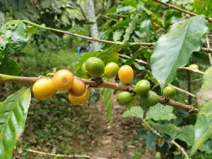 Trilha do Café - Sítio Águas Finas