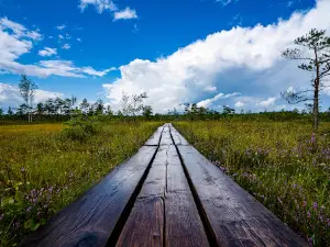 Kemeri Bog Board Walk Tower