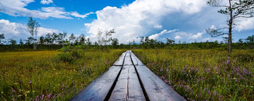 Kemeri Bog Board Walk Tower