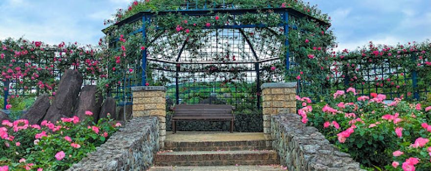 Rose Garden